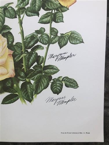 Maryrose Wampler, Peace Rose and Peony, Signed Print, 28x22 Wall Art, Plate 17