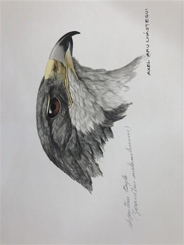 Art & Collectibles > Prints - Axel Amuchastegui, Argentine Eagle, Wildlife Art Print, Americana Art Print by The Old Grainery