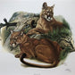 Art & Collectibles > Prints > Lithographs - Richard Timm, Mountain Lion, Signed Print, 28x22 Wade Collection, Plate 12 by...
