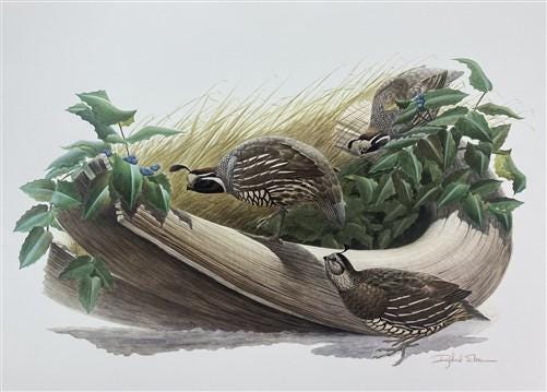 Richard Sloan, California Quail, Signed Print, 28x22, Wade Collection, Plate 27
