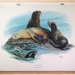 Art & Collectibles > Prints > Lithographs - Richard Timm, California Sea Lion, Signed Print, 28x22 Wade Collection, Plate...