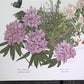 Maryrose Wampler, Rhododendron & Laurel, Signed Print, 28x22 Wall Art, Plate 29