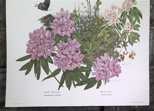 Maryrose Wampler, Rhododendron & Laurel, Signed Print, 28x22 Wall Art, Plate 29