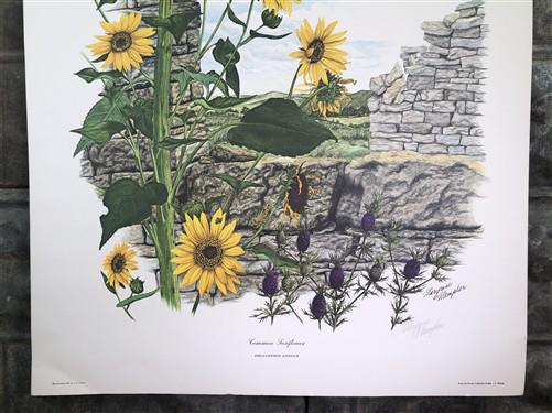 Art & Collectibles > Prints > Lithographs - Maryrose Wampler, Common Sunflower, Signed Print, 28x22 Wall Art, Plate 24 by...