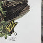 Art & Collectibles > Prints > Lithographs - Richard Timm, Armadillo, Signed Print, 28x22 Wade Collection, Plate 23 by The...