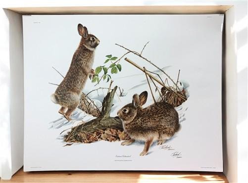 Art & Collectibles > Prints > Lithographs - Richard Timm, Eastern Cottontail, Signed Print, 28x22 Wade Collection, Plate 9...