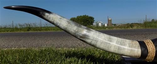 Home & Living > Home Decor > Wall Decor > Wall Hangings - 5'11" Longhorn Mounted Cattle Horns Steer Bull Western Texas Ran...