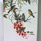 Art & Collectibles > Prints - Axel Amuchastegui, Blue and Yellow Tanager, 20.75x14 South American Bird Print F by The Old...