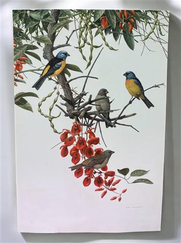 Art & Collectibles > Prints - Axel Amuchastegui, Blue and Yellow Tanager, 20.75x14 South American Bird Print F by The Old...