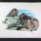 Art & Collectibles > Prints > Lithographs - Richard Timm, Hoary Marmot, Signed Print, 28x22 Wade Collection, Plate 33 by T...