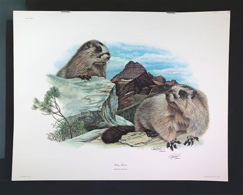 Art & Collectibles > Prints > Lithographs - Richard Timm, Hoary Marmot, Signed Print, 28x22 Wade Collection, Plate 33 by T...