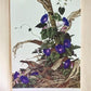 Art & Collectibles > Prints - Axel Amuchastegui, Bay Winged Cowbird, 20.75x14 South American Bird Art Print B by The Old G...