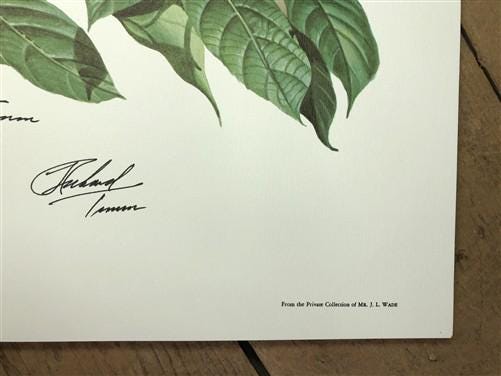 Art & Collectibles > Prints > Lithographs - Richard Timm, Bobcat, Signed Print, 28x22 Wade Collection, Plate 8 by The Old...