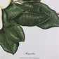 Art & Collectibles > Prints > Lithographs - Maryrose Wampler, Magnolia, Signed Print, 28x22 Wall Art, Plate 12 by The Old...