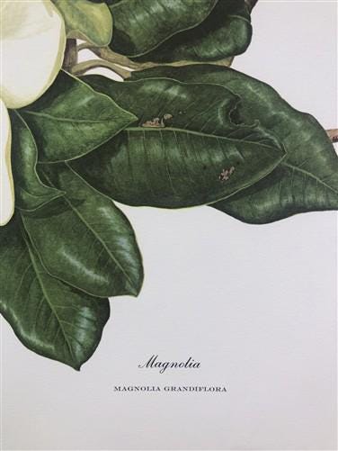 Art & Collectibles > Prints > Lithographs - Maryrose Wampler, Magnolia, Signed Print, 28x22 Wall Art, Plate 12 by The Old...