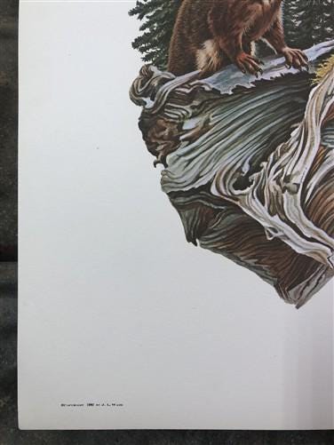 Art & Collectibles > Prints > Lithographs - Richard Timm, Pine Marten, Signed Print, 28x22 Wade Collection, Plate 39 by Th...