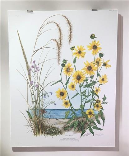 Art & Collectibles > Prints > Lithographs - Maryrose Wampler, Dune Flowers, Signed Print, 28x22 Wall Art, Plate 20 by The...