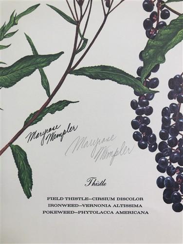 Art & Collectibles > Prints > Lithographs - Maryrose Wampler, Thistle, Signed Print, 28x22 Wall Art, Plate 28 by The Old G...