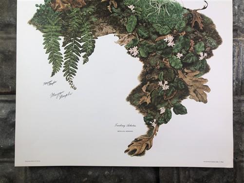 Art & Collectibles > Prints > Lithographs - Maryrose Wampler, Trailing Arbutus, Signed Print, 28x22, Wall Art, Plate 2 by...
