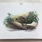 Richard Sloan, California Quail, Signed Print, 28x22, Wade Collection, Plate 27