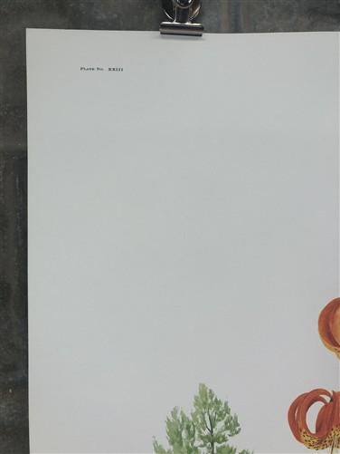 Art & Collectibles > Prints > Lithographs - Maryrose Wampler, Lilies & Trumpet Vine, Signed Print, 28x22 Wall Art, Plate 2...