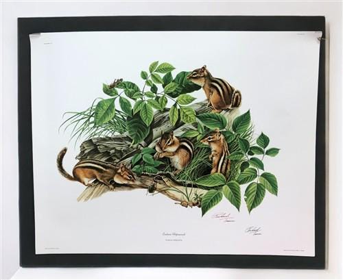 Richard Timm, Eastern Chipmunk, Signed Print, 28x22 Wade Collection, Plate 5