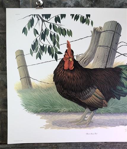 Art & Collectibles > Prints > Lithographs - Richard Sloan, Rhode Island Red, Signed Print, 28x22, Wade Collection, Plate 5...