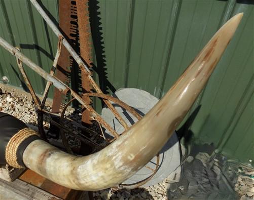 Home & Living > Home Decor > Wall Decor > Wall Hangings - 4'11" Longhorn Mounted Cattle Horns Steer Bull Western Texas Ran...