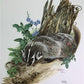 Art & Collectibles > Prints > Lithographs - Richard Timm, Badger, Signed Print, 28x22 Wade Collection, Plate 10 by The Old...