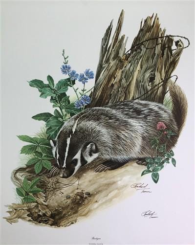 Art & Collectibles > Prints > Lithographs - Richard Timm, Badger, Signed Print, 28x22 Wade Collection, Plate 10 by The Old...