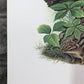 Art & Collectibles > Prints > Lithographs - Richard Timm, Lynx, Signed Print, 28x22 Wade Collection, Plate 27 by The Old G...