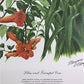 Art & Collectibles > Prints > Lithographs - Maryrose Wampler, Lilies & Trumpet Vine, Signed Print, 28x22 Wall Art, Plate 2...