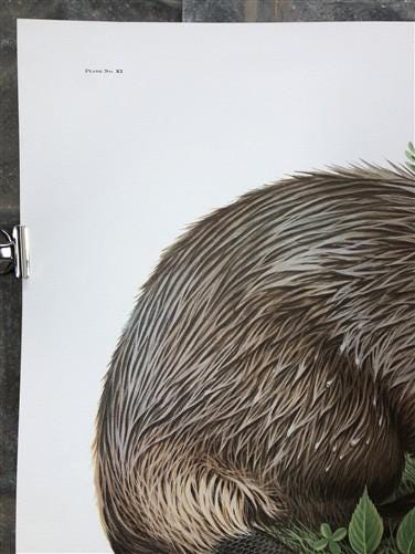 Art & Collectibles > Prints > Lithographs - Richard Timm, Beaver, Signed Print, 28x22 Wade Collection, Plate 11 by The Old...