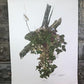Art & Collectibles > Prints > Lithographs - Maryrose Wampler, Hepatica, Signed Print, 28x22 Wall Art, Plate 15 by The Old...
