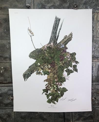 Art & Collectibles > Prints > Lithographs - Maryrose Wampler, Hepatica, Signed Print, 28x22 Wall Art, Plate 15 by The Old...