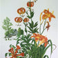 Art & Collectibles > Prints > Lithographs - Maryrose Wampler, Lilies & Trumpet Vine, Signed Print, 28x22 Wall Art, Plate 2...