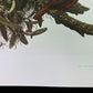 Art & Collectibles > Prints - Axel Amuchastegui, Andean Cock of the Rock, 20.75x14 South American Bird Print E by The Old...
