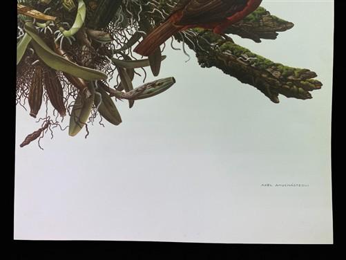 Art & Collectibles > Prints - Axel Amuchastegui, Andean Cock of the Rock, 20.75x14 South American Bird Print E by The Old...