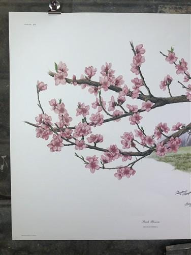 Maryrose Wampler, Peach Blossom, Signed Print, 28x22 Wall Art, Plate 16