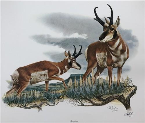 Art & Collectibles > Prints > Lithographs - Richard Timm, Pronghorn, Signed Print, 28x22 Wade Collection, Plate 13 by The...