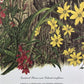 Art & Collectibles > Prints > Lithographs - Maryrose Wampler, Cardinal Flower Sunflower Signed Print 28x22 Wall Art Plate...