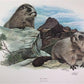 Art & Collectibles > Prints > Lithographs - Richard Timm, Hoary Marmot, Signed Print, 28x22 Wade Collection, Plate 33 by T...