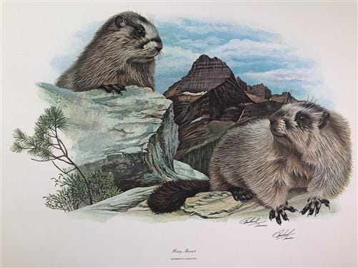 Art & Collectibles > Prints > Lithographs - Richard Timm, Hoary Marmot, Signed Print, 28x22 Wade Collection, Plate 33 by T...