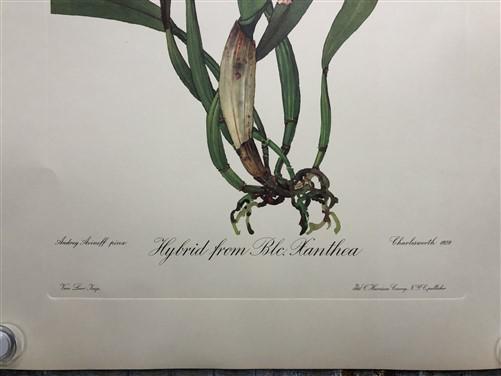 10 Andrey Avinoff Pinx Orchid Art Prints, 23x17 Floral Lithograph