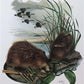 Art & Collectibles > Prints > Lithographs - Richard Timm, Muskrat, Signed Print, 28x22 Wade Collection, Plate 17 by The Ol...