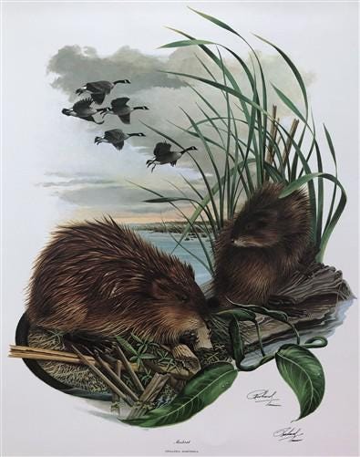 Art & Collectibles > Prints > Lithographs - Richard Timm, Muskrat, Signed Print, 28x22 Wade Collection, Plate 17 by The Ol...