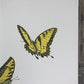 Maryrose Wampler, Peace Rose and Peony, Signed Print, 28x22 Wall Art, Plate 17