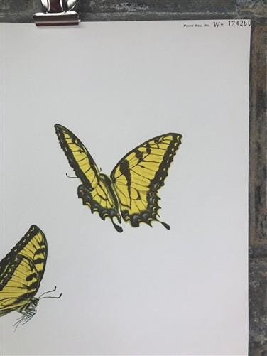 Maryrose Wampler, Peace Rose and Peony, Signed Print, 28x22 Wall Art, Plate 17