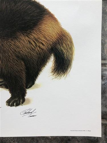 Art & Collectibles > Prints > Lithographs - Richard Timm, Wolverine, Signed Print, 28x22 Wade Collection, Plate 14 by The...