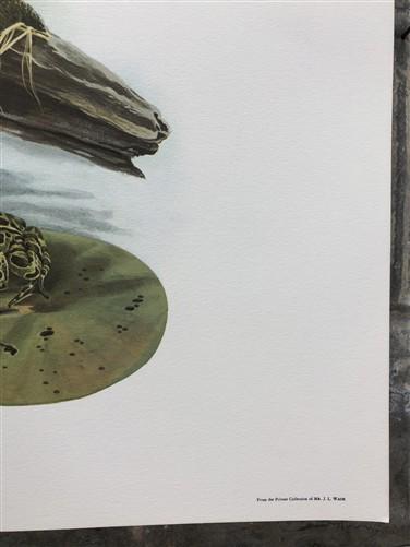 Art & Collectibles > Prints > Lithographs - Richard Timm, Beaver, Signed Print, 28x22 Wade Collection, Plate 11 by The Old...